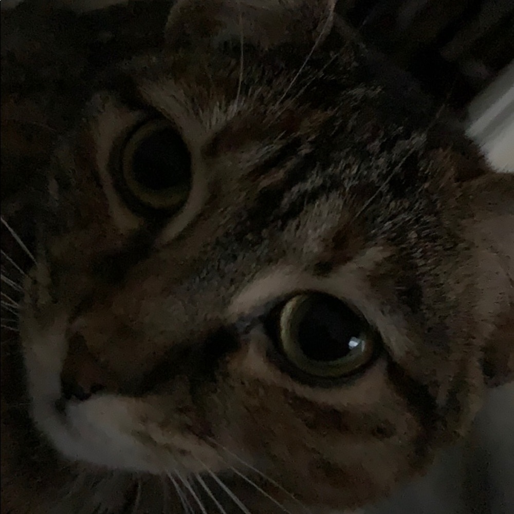 Meet your Posher, Sophie